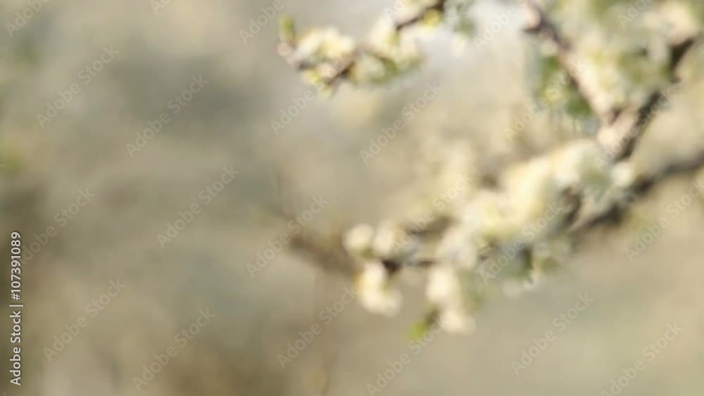 Beautiful blossoming cherry-tree garden, sunset light Beautiful blossoming cherry-tree garden, sunset light
