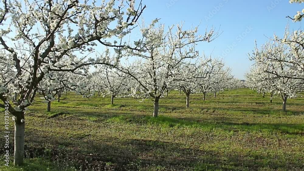 Beautiful blossoming cherry-tree garden, sunset light Beautiful blossoming cherry-tree garden, sunset light
