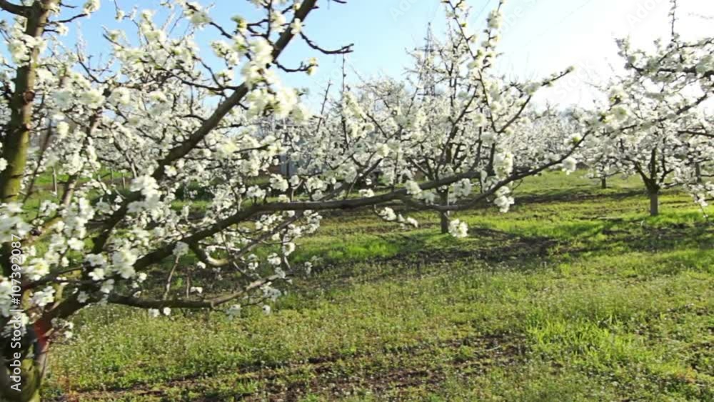 Steady cam shot, Beautiful blossoming cherry-tree garden, POV personal perspective of view