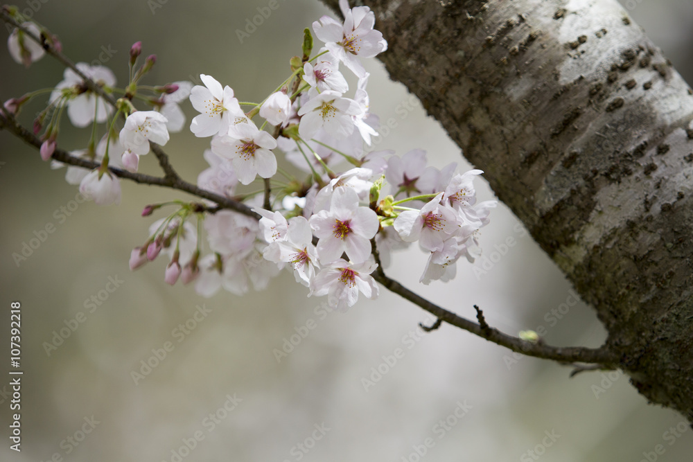 Naklejka premium 桜の古木
