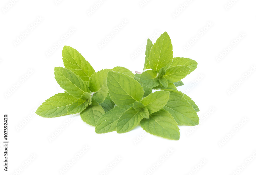 Fresh pepper mint on white background Fresh pepper mint on white background