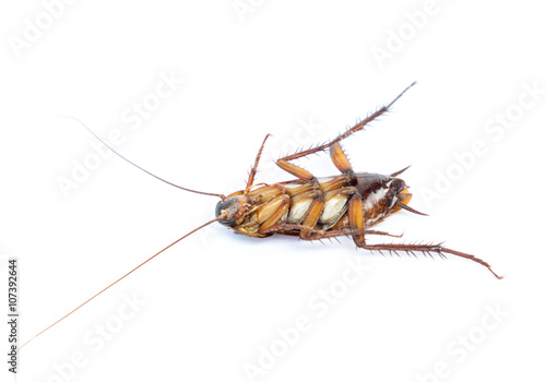 dead cockroach on white background © mraoraor