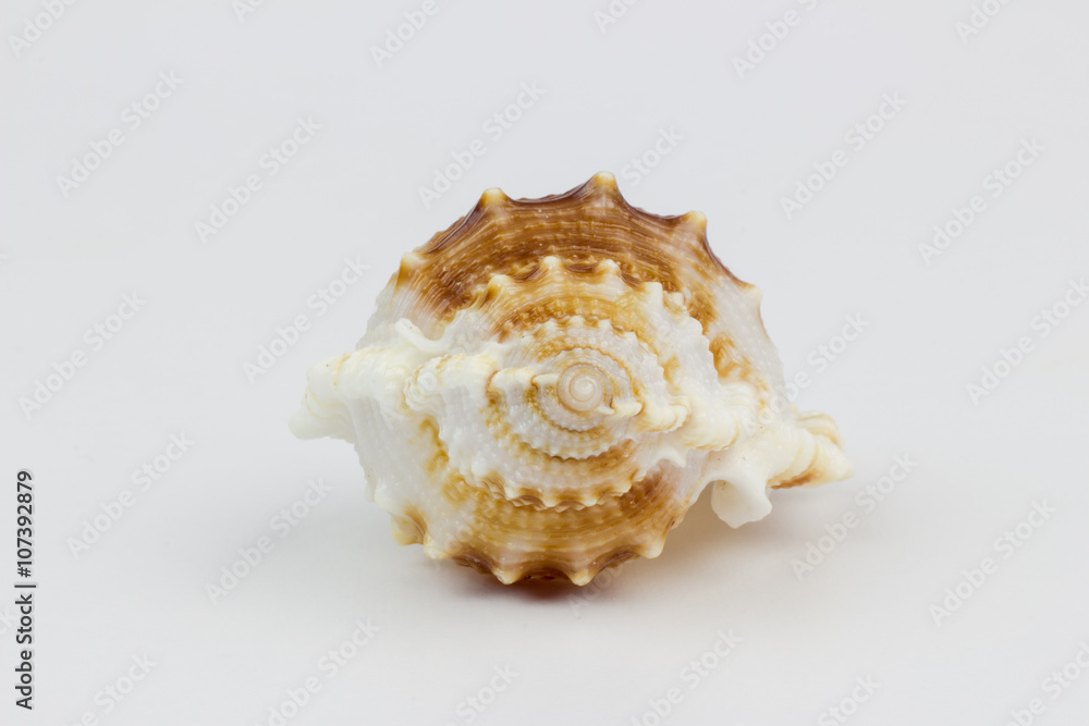 Sea shells isolated on white Sea shells isolated on white
