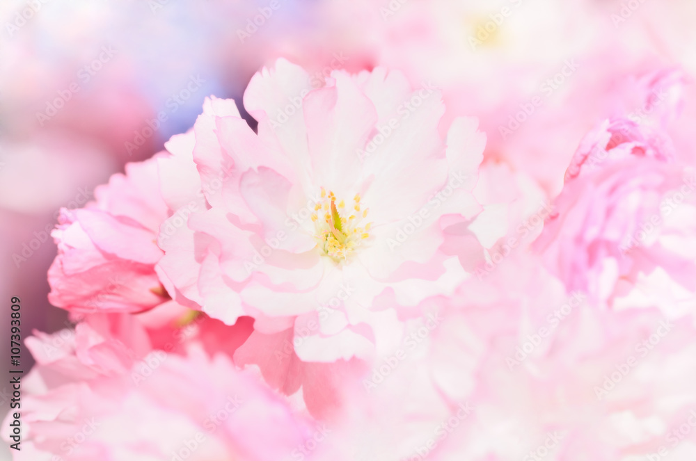Close up of blooming sakura, background