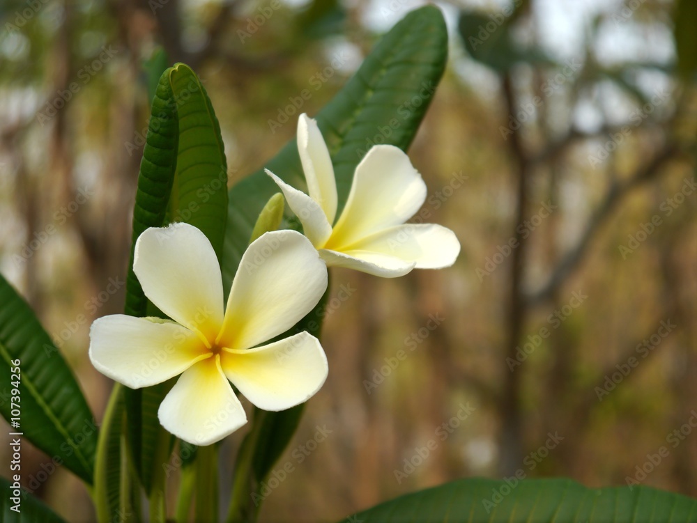 Obraz premium Frangipani