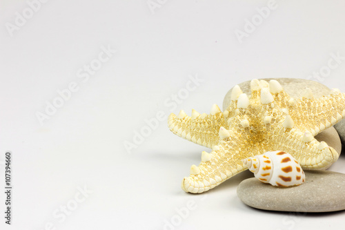 Sea shells isolated on white photo