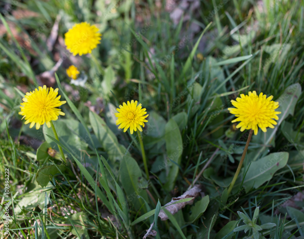 bush dandelion