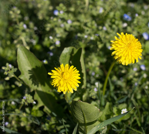 bush dandelion