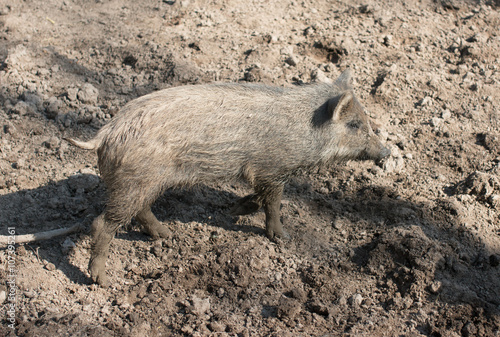 wild pig at the zoo © studybos