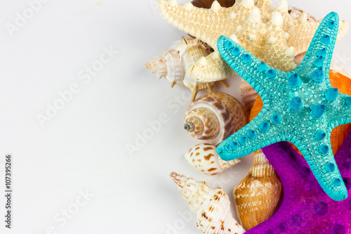 Sea shells isolated on white