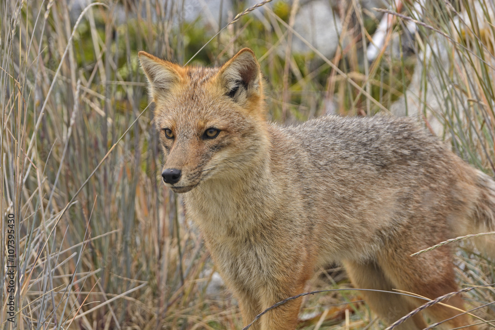 Andean Fox Moving Through the Grass