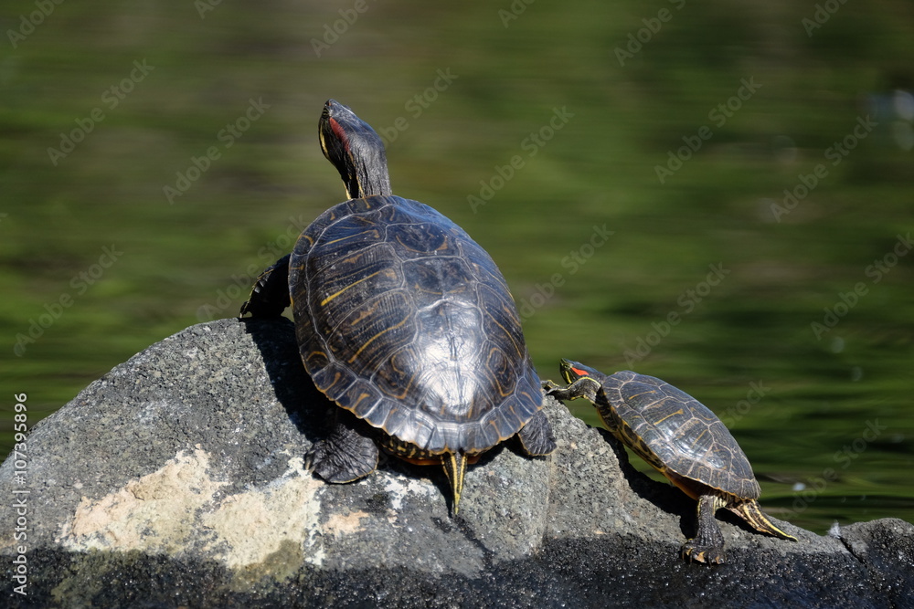 Fototapeta premium Turtle who stare into the distance(遠くを見つめるカメ達)