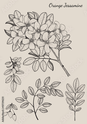 Orange Jessamine flower by hand drawing