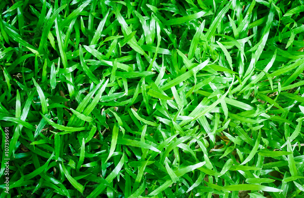 texture background of Beautiful green lawn texture background of Beautiful green lawn