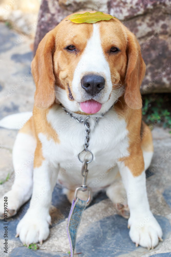 Beagle dog boy looking up and leaf on head Beagle dog boy looking up and leaf on head