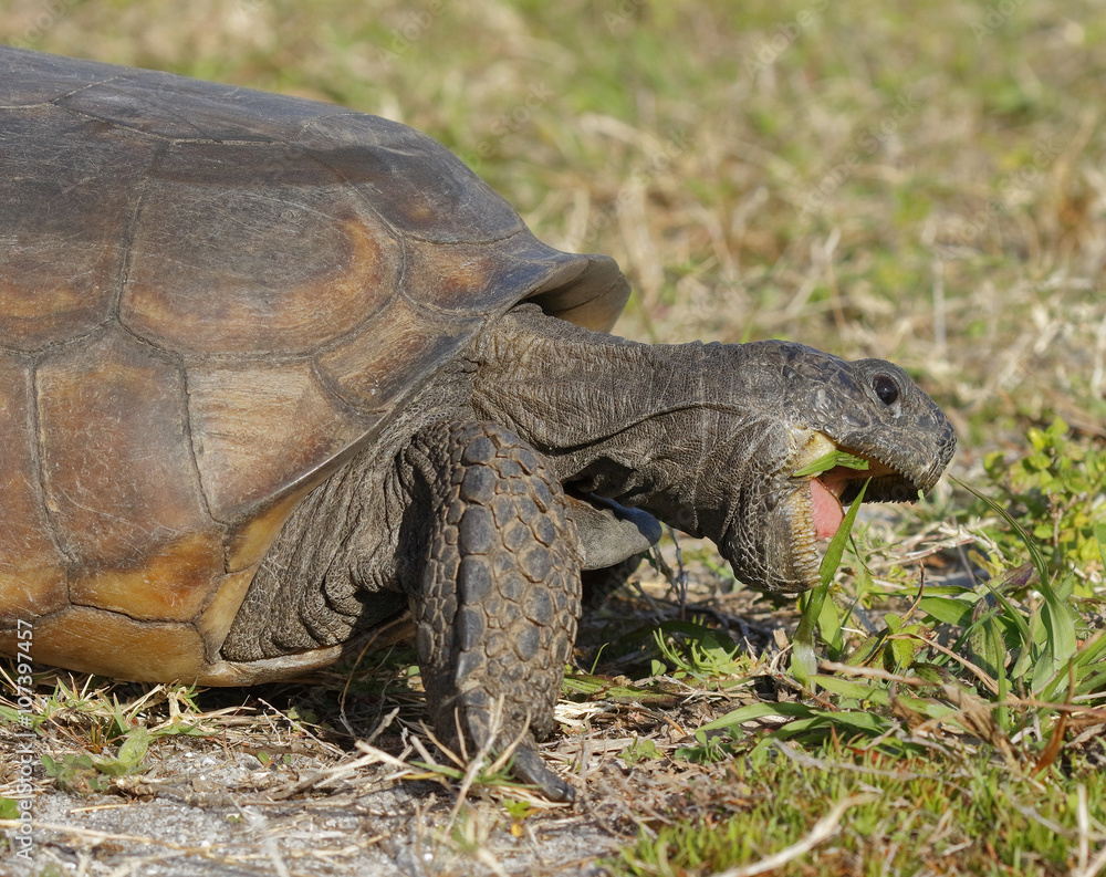 Endangered Gopher Tortoise Foraging on Plants - Florida Endangered Gopher Tortoise Foraging on Plants - Florida