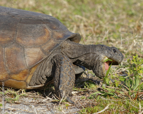Endangered Gopher Tortoise Foraging on Plants - Florida