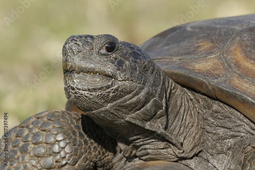 Closeup of an Endangered Gopher Tortoise