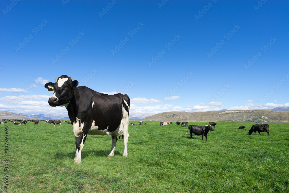 pasture with animals in summer day in new zealand pasture with animals in summer day in new zealand