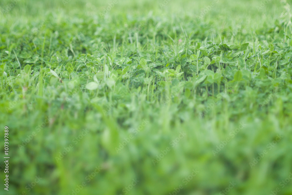 Green Grass Green Grass