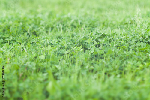 Green Grass Field, Shallow Focused