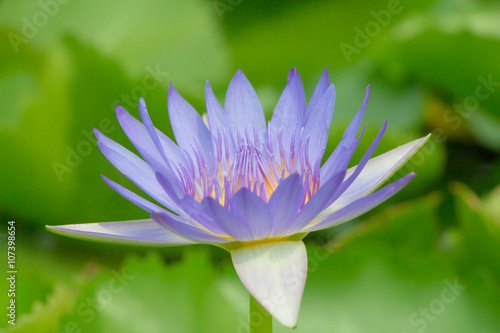 Lotus in garden 