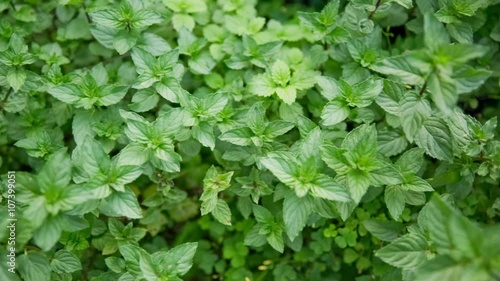 Wallpaper Mural Mint garden growing sliding over Torontodigital.ca