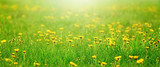 Field of yellow dandelions