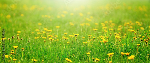 Fototapeta Naklejka Na Ścianę i Meble -  Field of yellow dandelions
