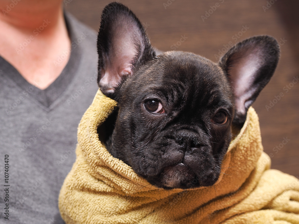 Dog in a towel. Funny dog after swimming. Dog wash and towel dry hair. Portrait of a black bulldog 