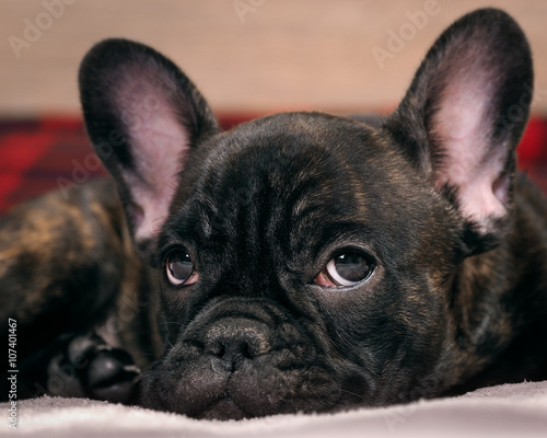 Muzzle pretty black dog. Thoroughbred Dog - French Bulldog