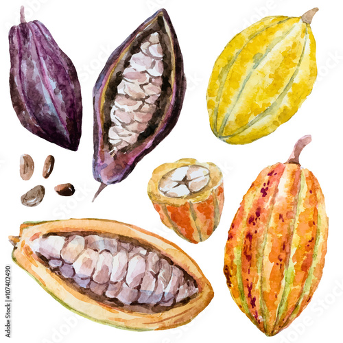 Watercolor cacao beans