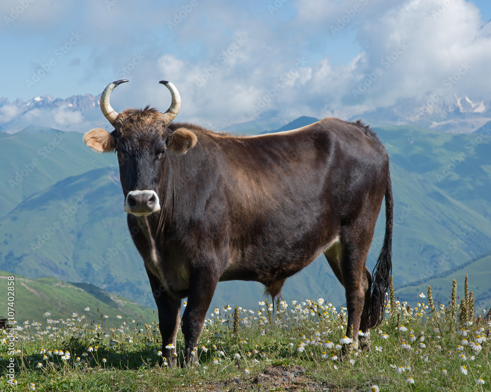 brown bull on meadow