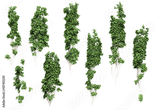 Fotografie ivy leaves isolated on a white background.