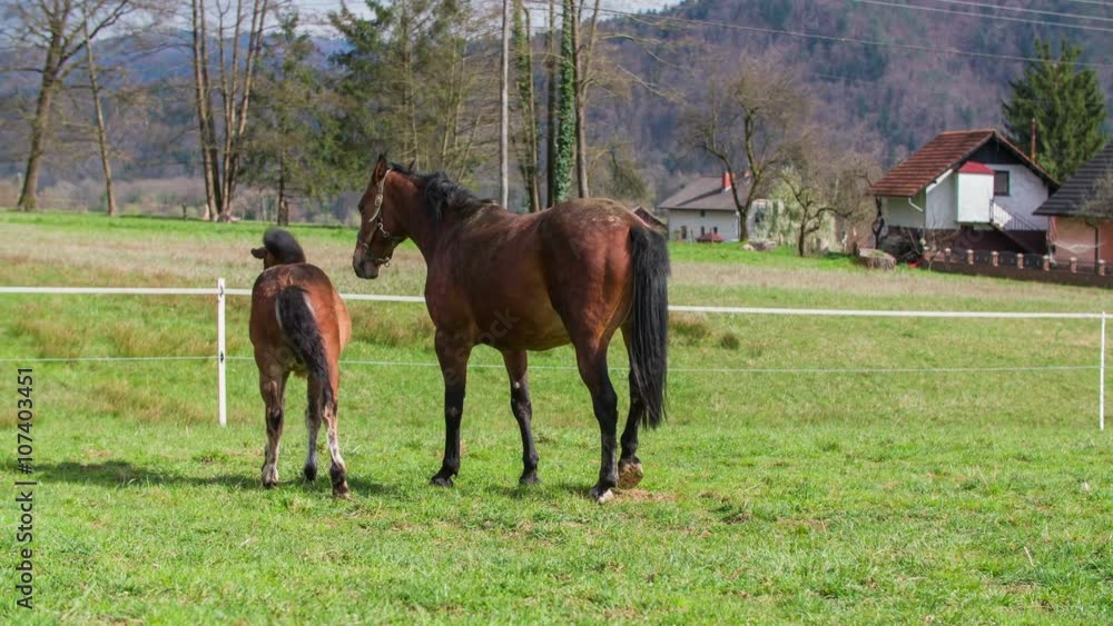 Two horses moving on green lawn Two horses moving on green lawn