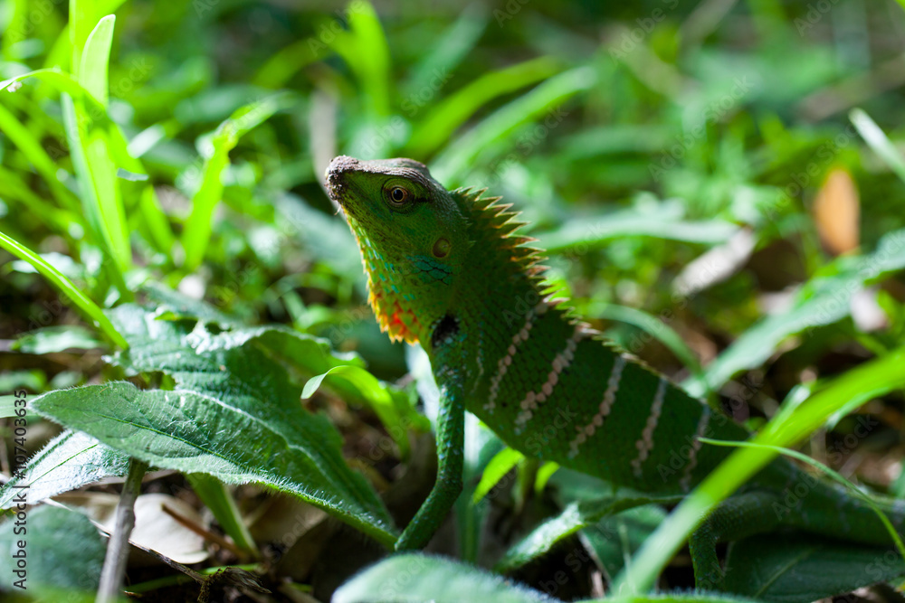 Obraz premium Garden lizard