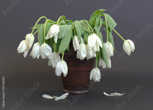 Valokuva Vase full of droopy and dead flowers