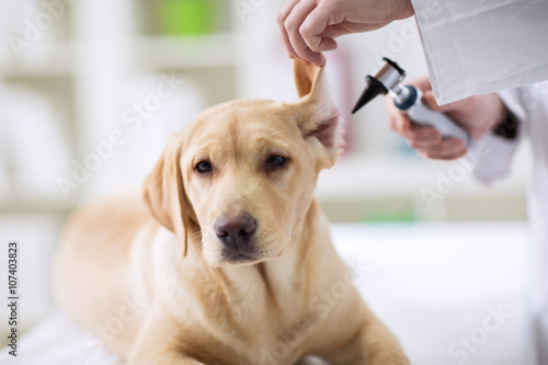 Hearing checkup of labrador dog in vet photo