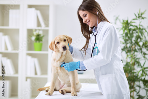 Veterinarian doctor and a labrador puppy