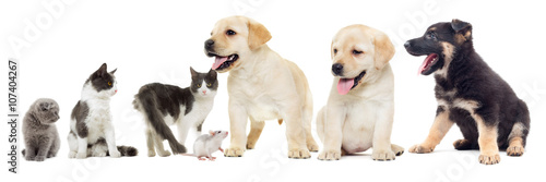 cat and puppy Labrador and rat