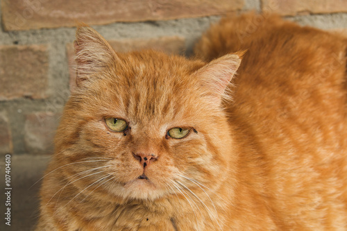 Ritratto di un gatto rosso abbandonato e triste