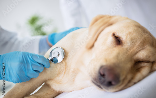Fototapeta Naklejka Na Ścianę i Meble -  Vet examination sick dog