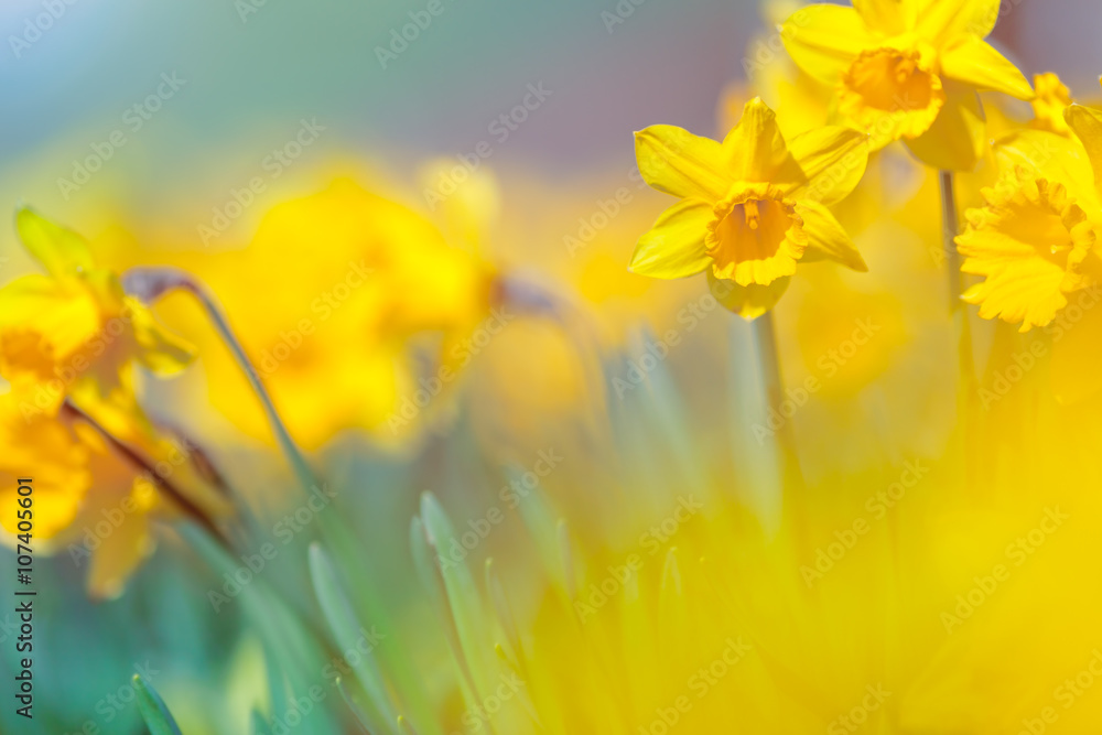 Fototapeta premium Spring Meadow Yellow Daffodil Flowers on Blurry Background, Shal