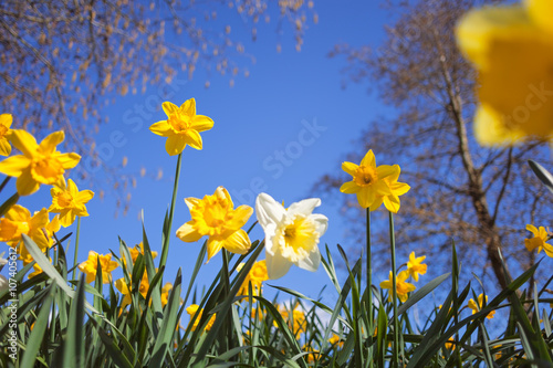 Wild Spring Meadow with Narcissus Flowers Against Blue Sky Background and Blurred Tree Branches
