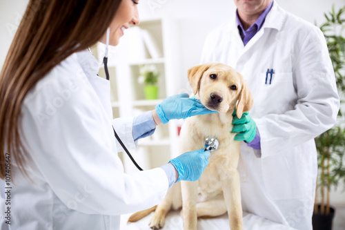 Fototapeta Smiling veterinary examining dog