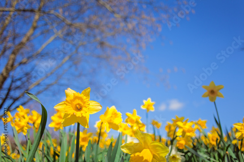 Fototapeta Naklejka Na Ścianę i Meble -  Yellow Narcissus Flowers Meadow on Blue Sky Background
