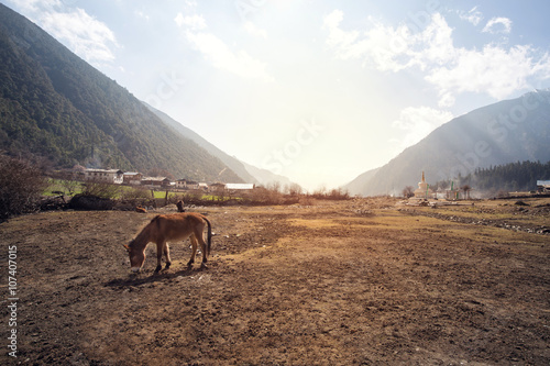 Mule standing on the ground