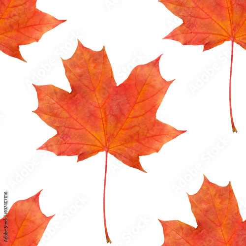 seamless maple leaf red autumn