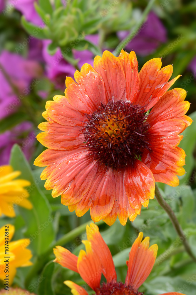Blumen 375 Blumen 375