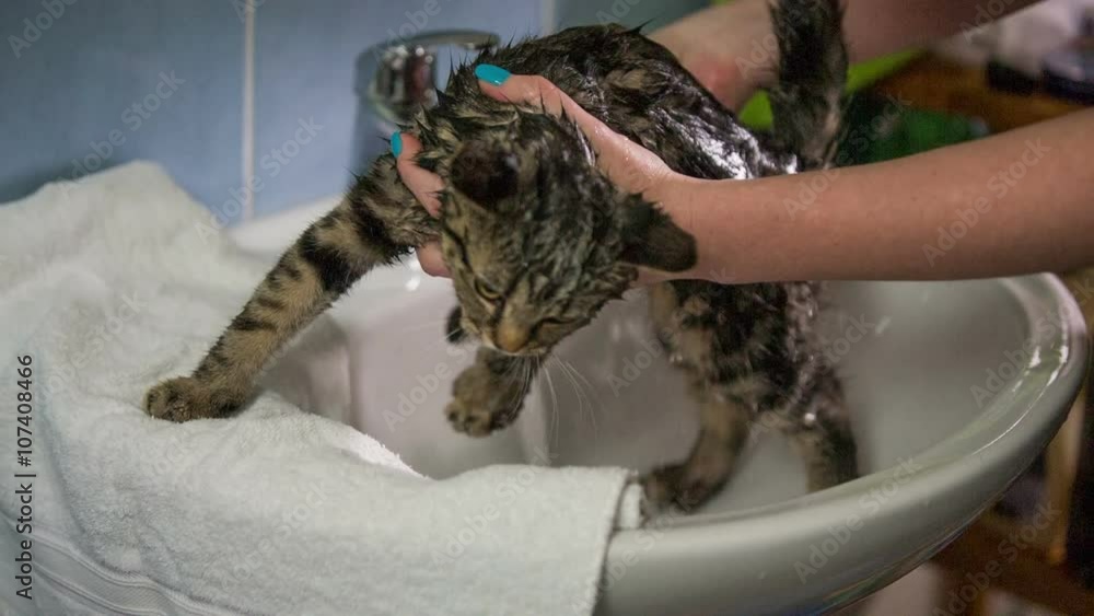 Putting cat under faucet running water Putting cat under faucet running water
